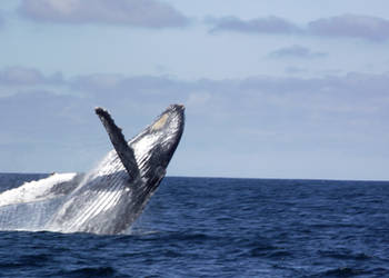 Humpback Whale Breaching