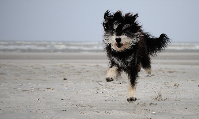 The Shaggy Mop Flys