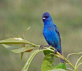 Blue Bird