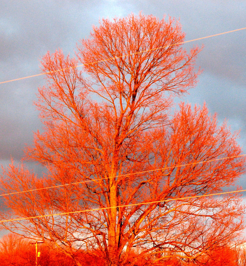 Red Tree. by r-kieda on DeviantArt