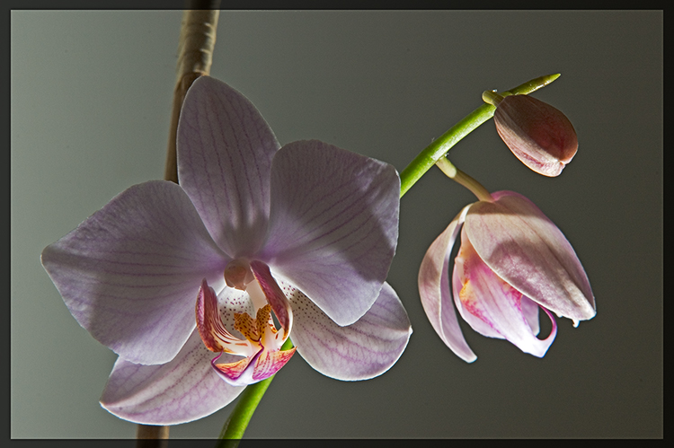 Orchid And Light