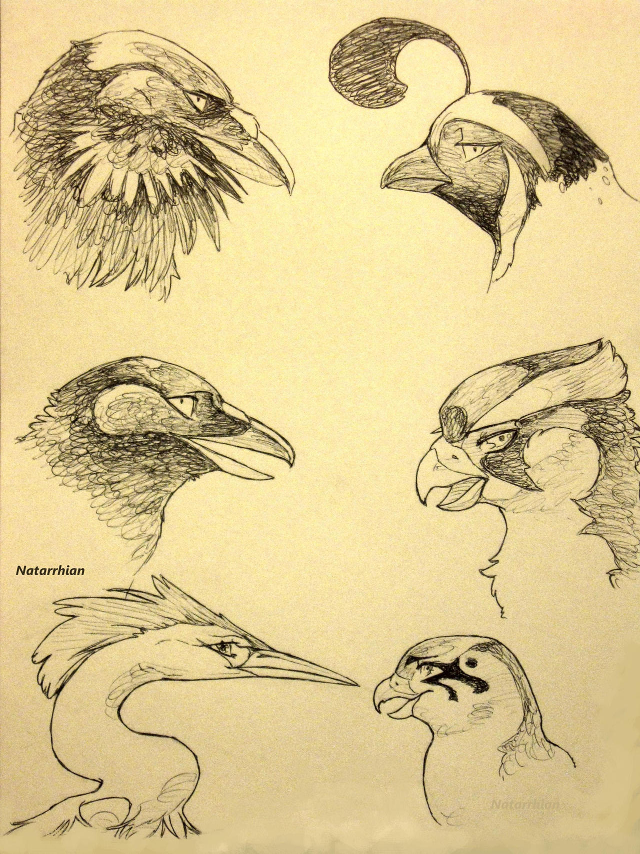 Birds Deviantart Birds by Natarrhian on DeviantArt