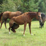 Horse Stock -- Chestnut Gelding standing up