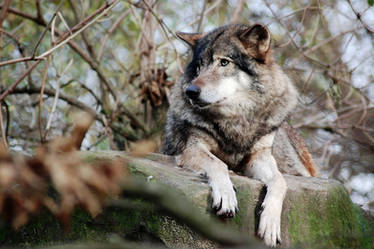 Wolf gaze