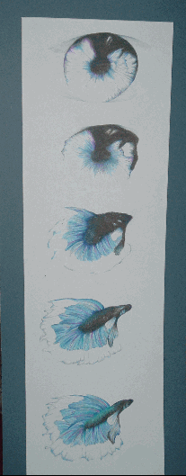 Fish Eye Transformation Pic