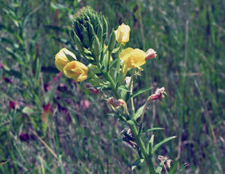 Mullein.