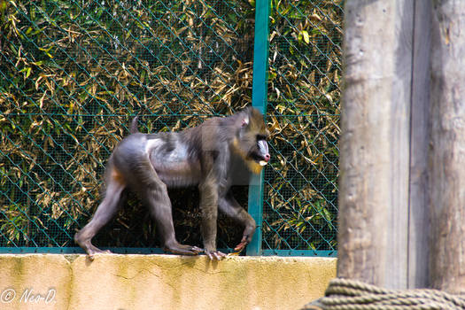 baboon doing stuff 2