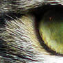 apple green cat eye