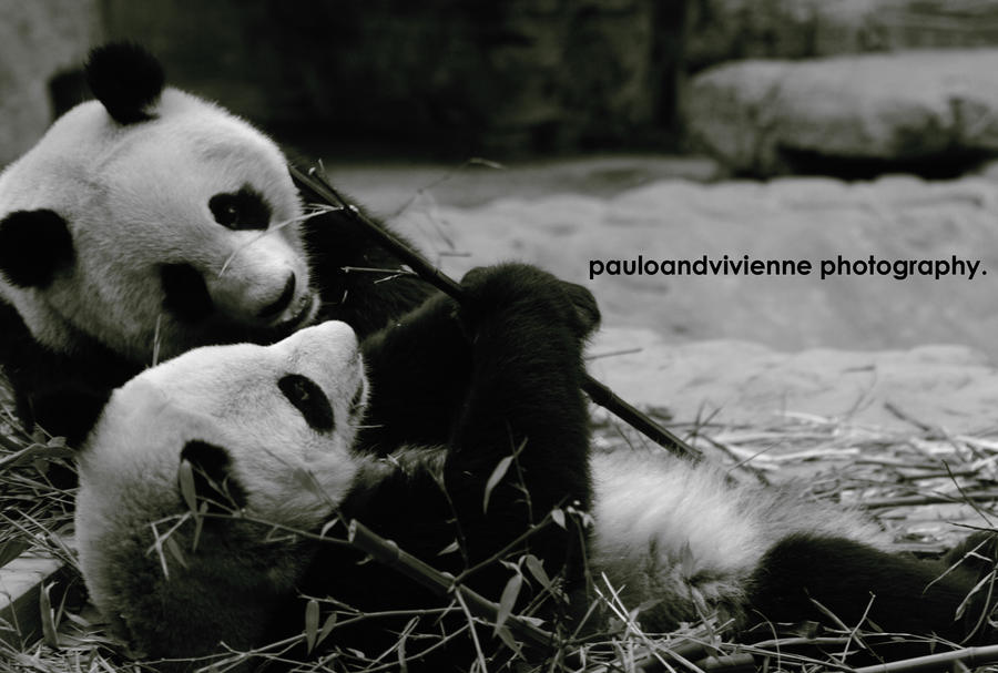 Big Panda in Love.