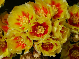 Cacti in Bloom