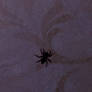 Spider on the wall