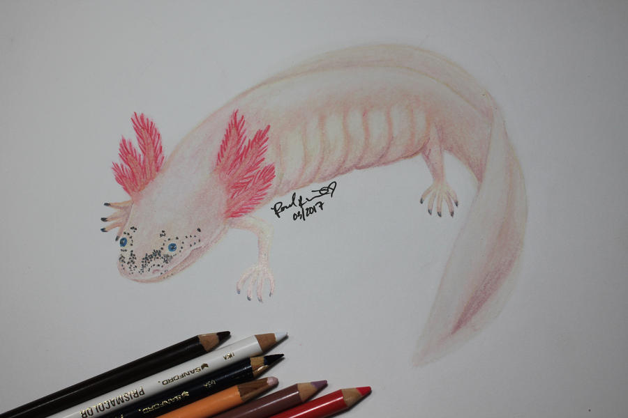 Daisy the Axolotl