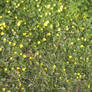 Buttercups and autumn leaves