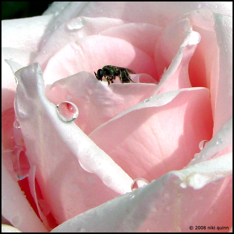 Pink Rose