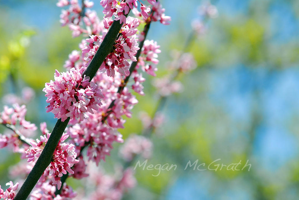 Red Bud Tree