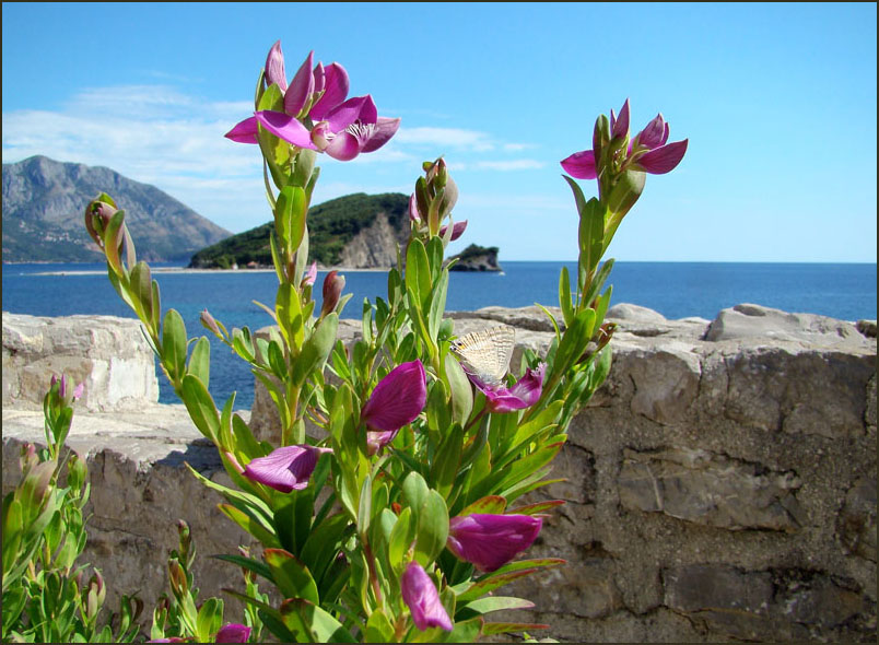 Montenegro