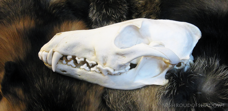 Coyote Skull