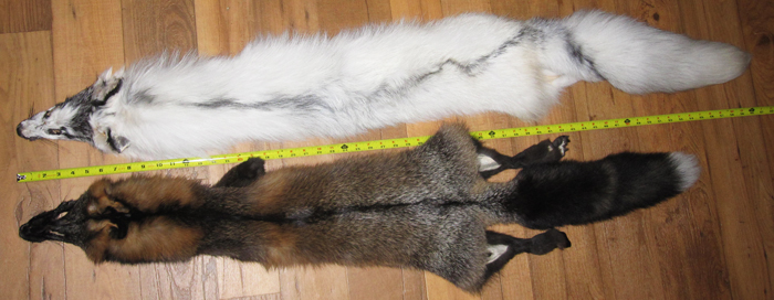 Coyote-Sized Marble Fox