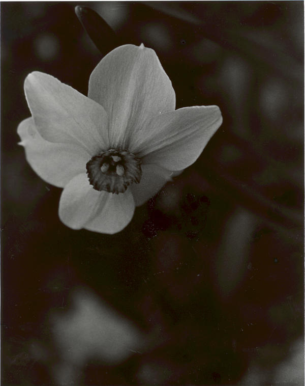 Daffodils in Mourning Longview