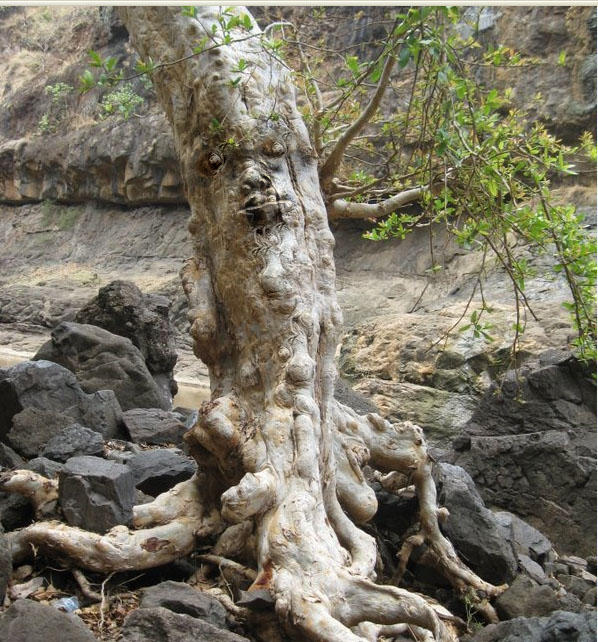 crying tree by preritjain on DeviantArt