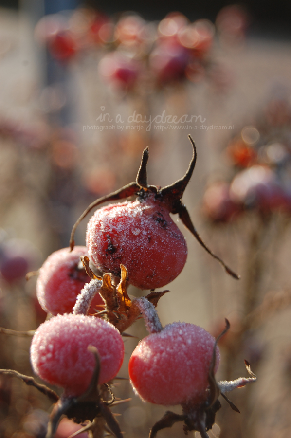 Red and frozen