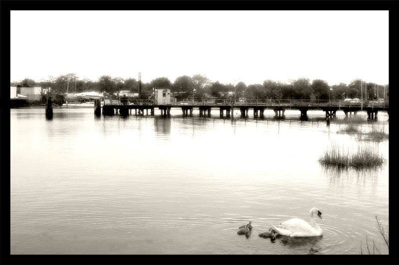 Swan Family