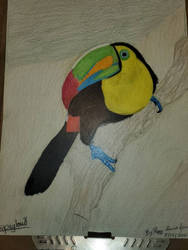 Toucan