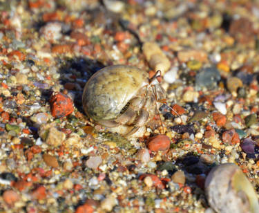 Red Sea Tiny Crab