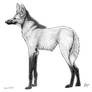 Maned Wolf