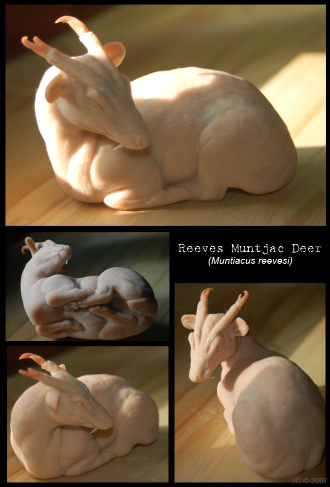 Muntjac Sculpture