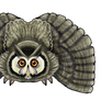 White-faced Scops-Owl