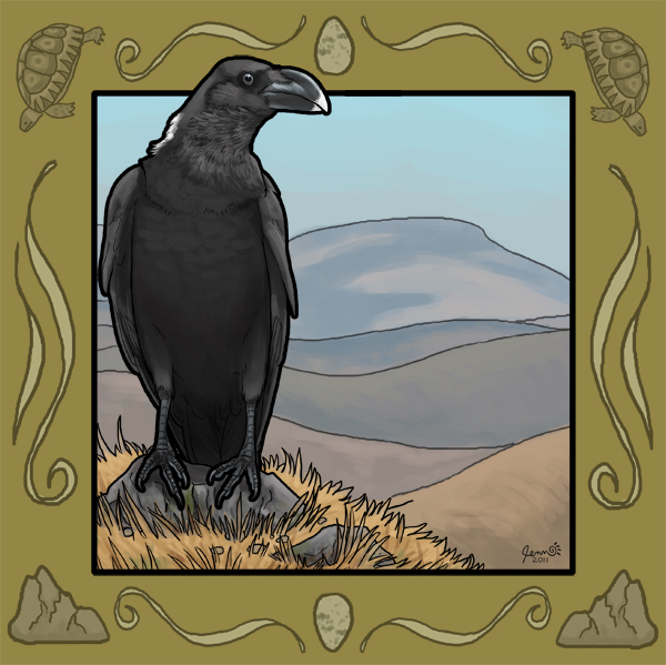 White-necked Raven