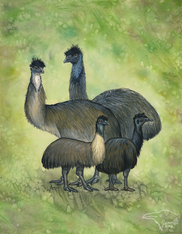 Extinct Emus
