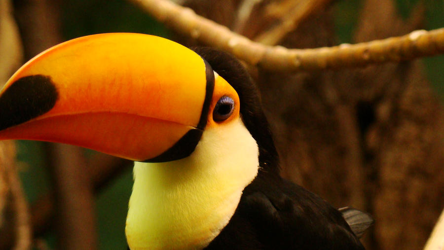 tucan