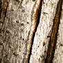 ShadowSTOCKCat Texture Wood 1