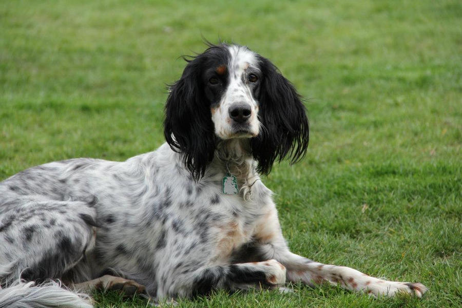 My dog laying on cut grass looking at the camera