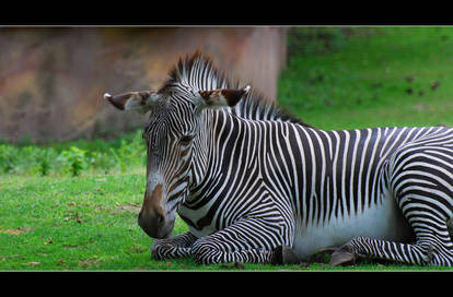 zebra