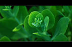 wild plant 6 by echengshi