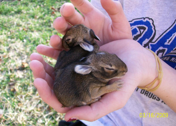 Baby Bunnies