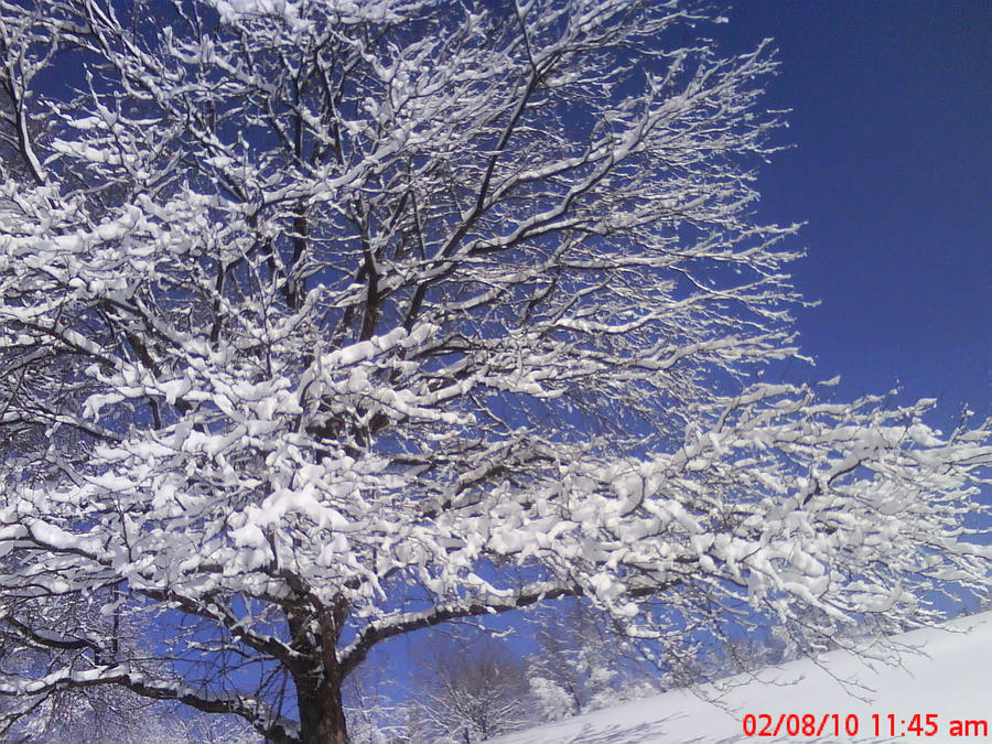 Trees by manic16 on DeviantArt