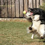 Dog and ball