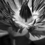 waterlilly bw