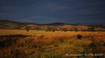 Lone Bison by jayshree