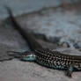 Texas Spotted Lizard