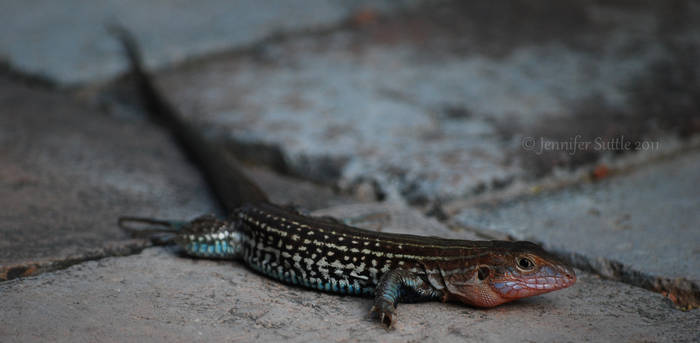 Texas Spotted Lizard