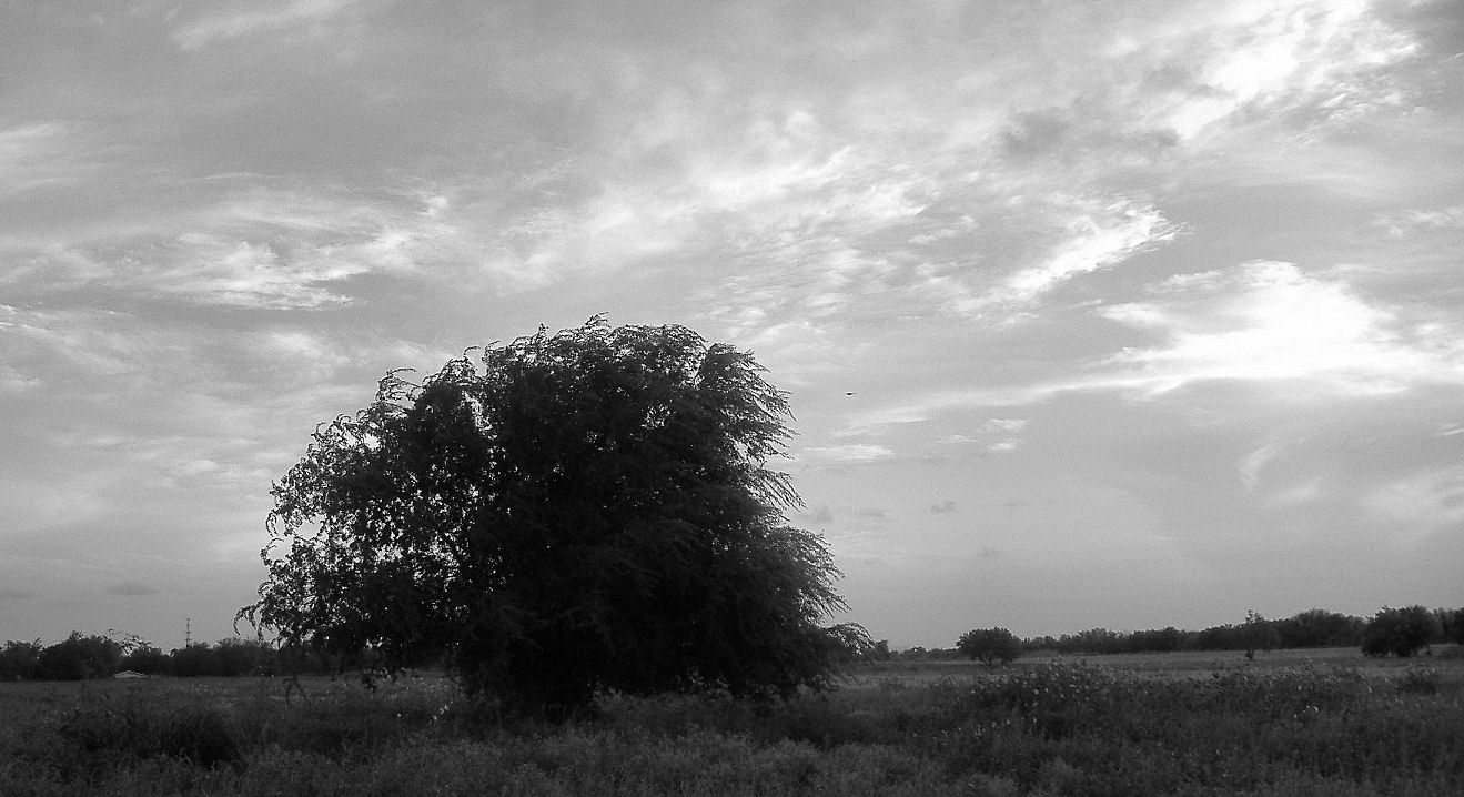 Tree in b and w