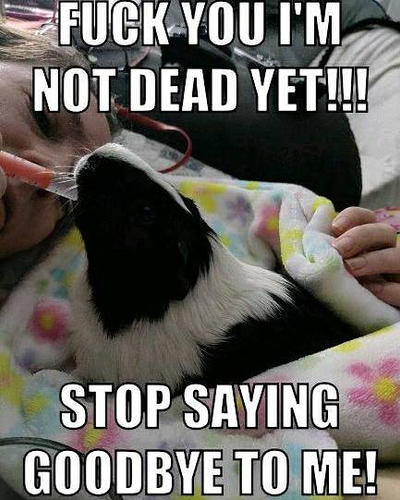 I M Not Dead Yet By Llwsweet On Deviantart I M Not Dead Yet By Llwsweet On Deviantart