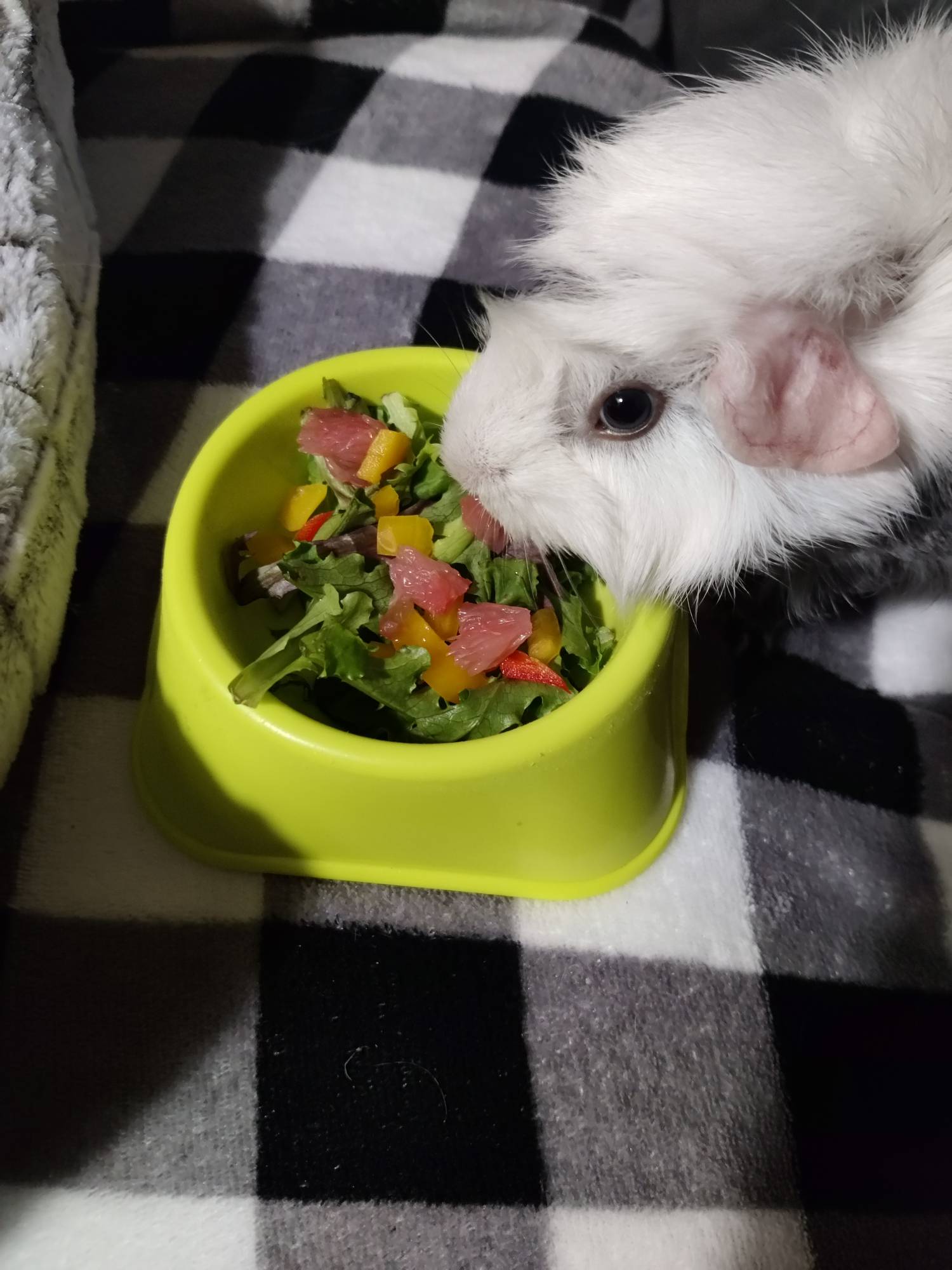 A closer look at Parsnip Guinea Pig Salad With Turmeric