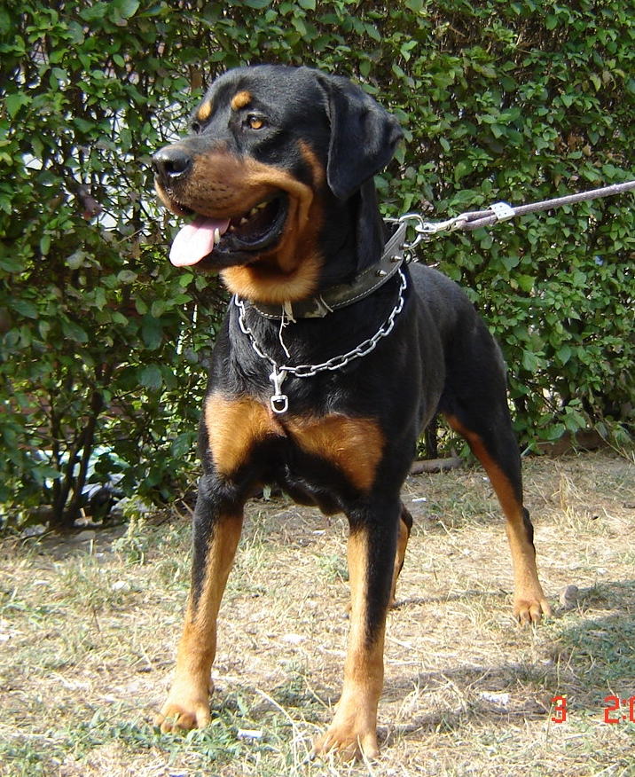 Rottweiler V