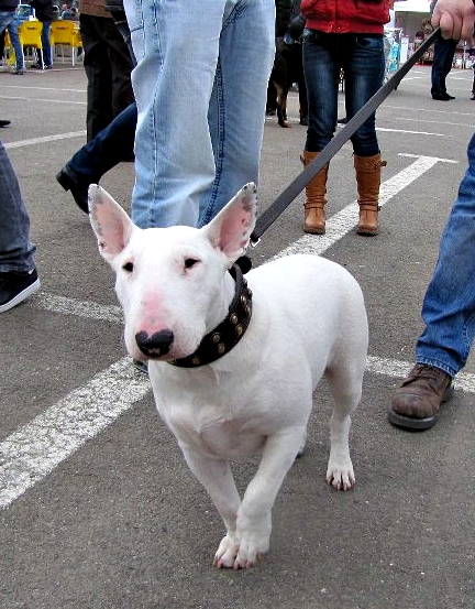 English Bull Terrier